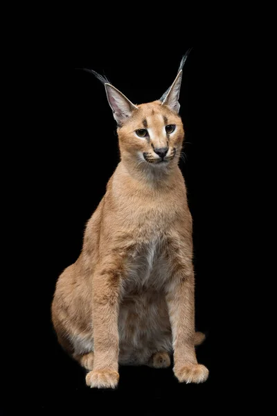 Beau lynx caracal sur fond noir — Photo