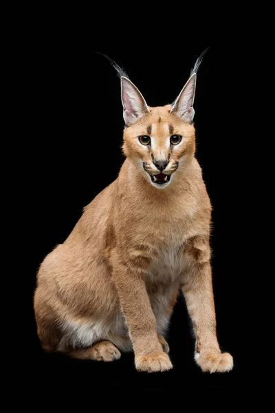 Gyönyörű caracal lynx felett fekete háttér — Stock Fotó