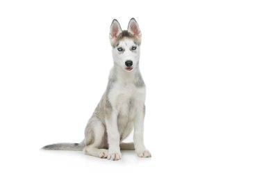 Köpek sevimli husky yavrusu