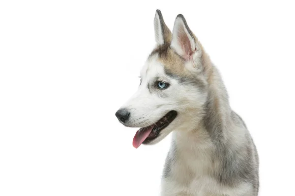 Cão de cachorro bonito husky — Fotografia de Stock