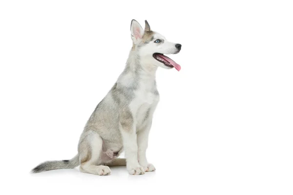 Cão de cachorro bonito husky — Fotografia de Stock