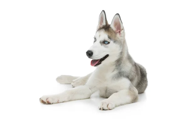 Schattige husky puppy hond — Stockfoto