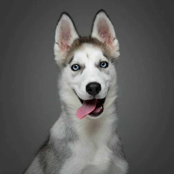Cute husky puppy dog — Stock Photo, Image