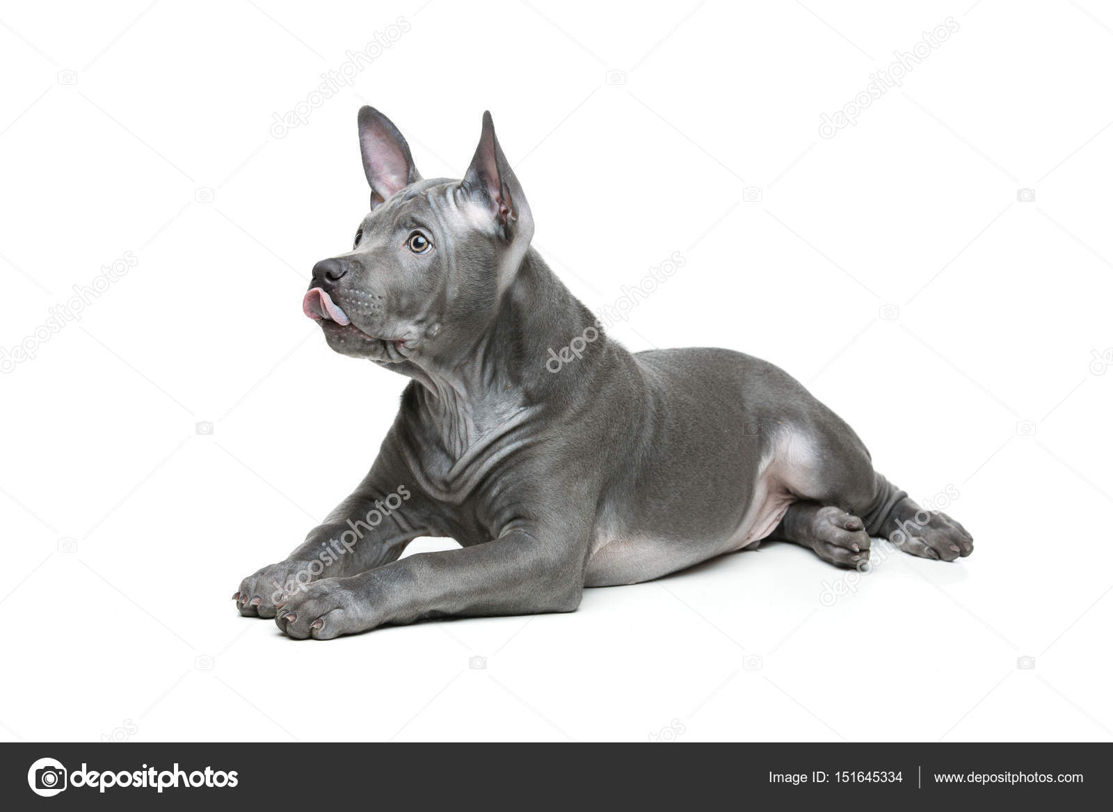 Blue Thai Thai Ridgeback Breed Blue Thai Ridgeback Indonesian