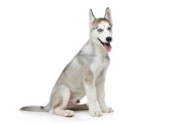 Köpek sevimli husky yavrusu