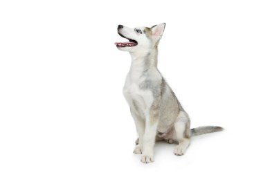 Köpek sevimli husky yavrusu