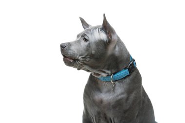 Tay ridgeback köpek yavrusu