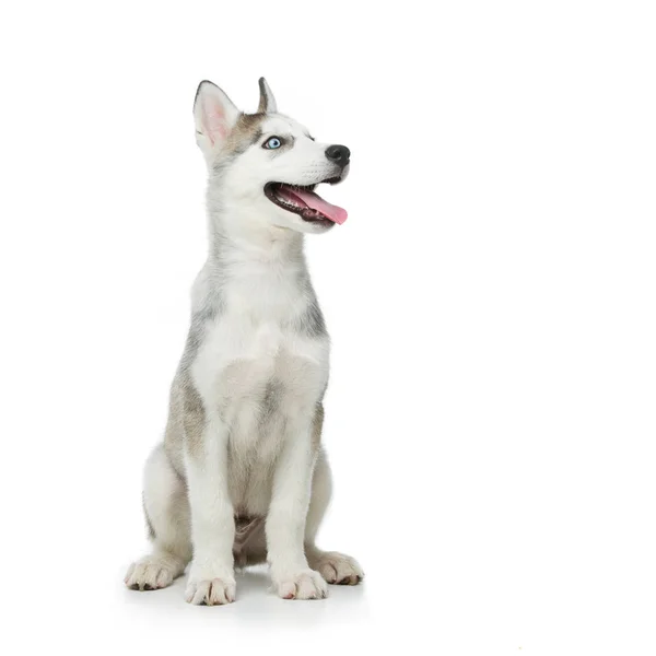 Słodkie szczeniak husky pies — Zdjęcie stockowe