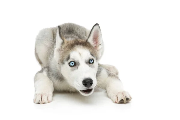 Cão de cachorro bonito husky — Fotografia de Stock