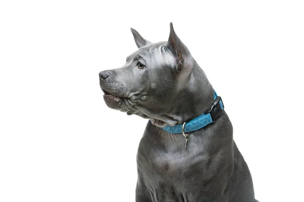 Thai ridgeback kiskutya — Stock Fotó