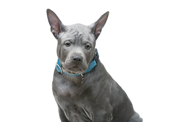 Thai ridgeback pup — Stockfoto