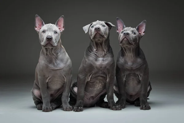 Thai ridgeback puppies — Stockfoto