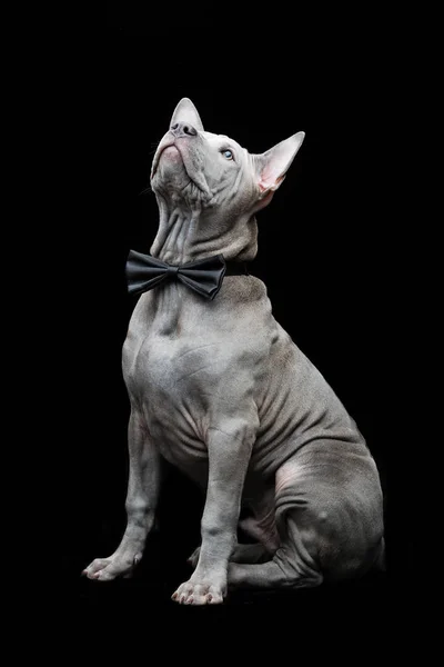 Thai ridgeback valp — Stockfoto