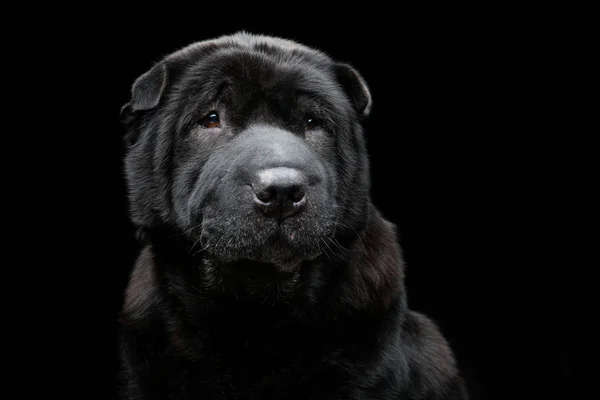 Hermoso perro shar pei sobre fondo negro —  Fotos de Stock