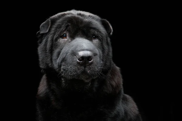 Gyönyörű shar pei Kutya fölött fekete háttér — Stock Fotó