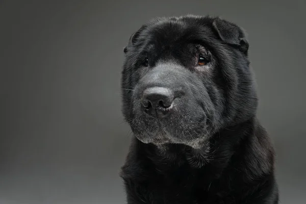 Krásné černé shar pei pes šedé pozadí — Stock fotografie