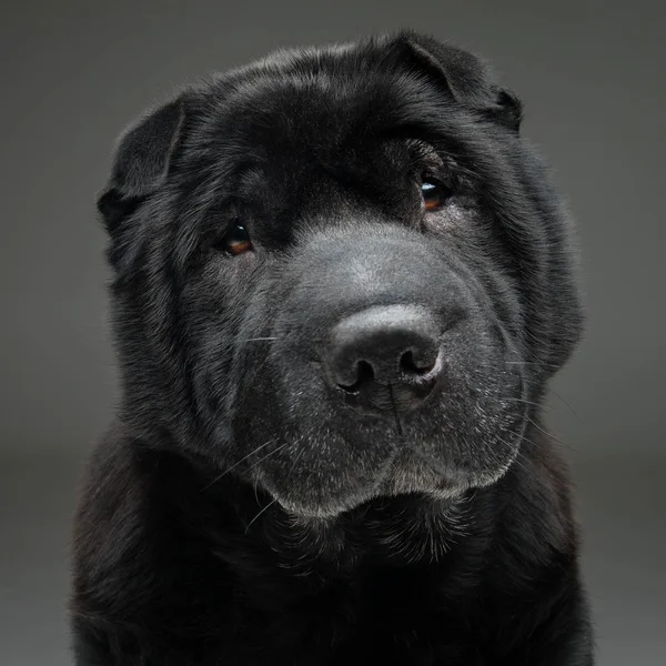 Schöner schwarzer Shar Pei Hund auf grauem Hintergrund — Stockfoto