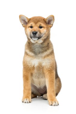 Güzel shiba Inu köpek yavrusu üzerinde beyaz izole