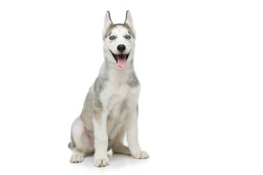Köpek sevimli husky yavrusu