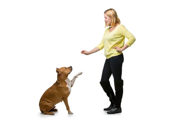 Girl with amstaff dog — Stock Photo, Image
