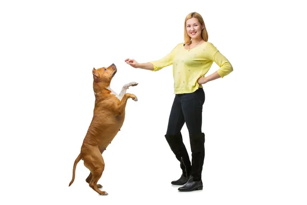 Menina com cão amstaff — Fotografia de Stock