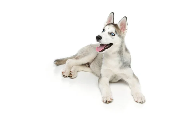 Cão de cachorro bonito husky — Fotografia de Stock