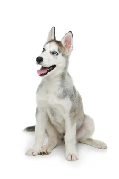 Cão de cachorro bonito husky — Fotografia de Stock