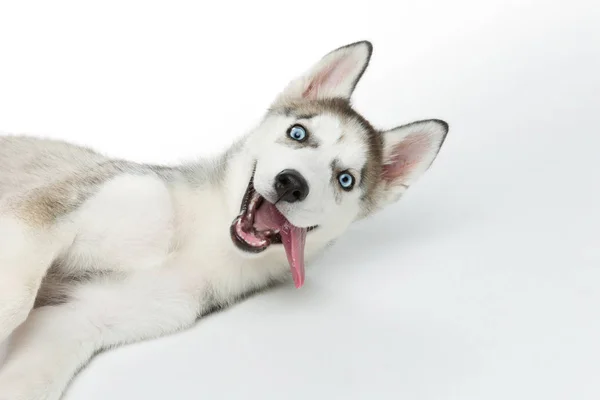 Köpek sevimli husky yavrusu