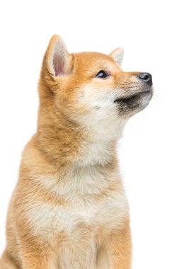 Güzel shiba Inu köpek yavrusu üzerinde beyaz izole