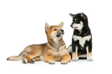 Güzel shiba Inu kukla beyaz izole