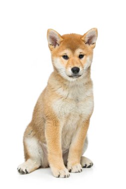 Güzel shiba Inu köpek yavrusu üzerinde beyaz izole