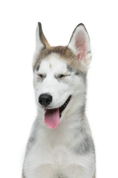 Cão de cachorro bonito husky — Fotografia de Stock