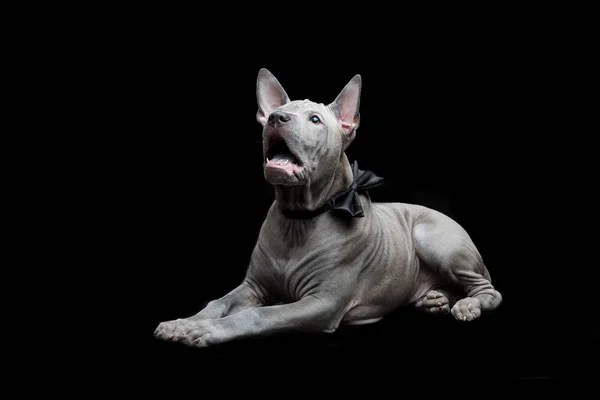 タイ ・ リッジバック ・子犬 — ストック写真