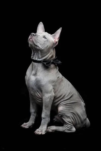 Thai ridgeback valp — Stockfoto