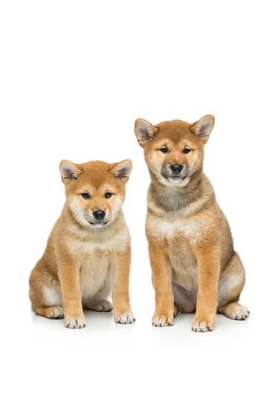 Güzel shiba Inu köpek yavrusu üzerinde beyaz izole — Stok fotoğraf