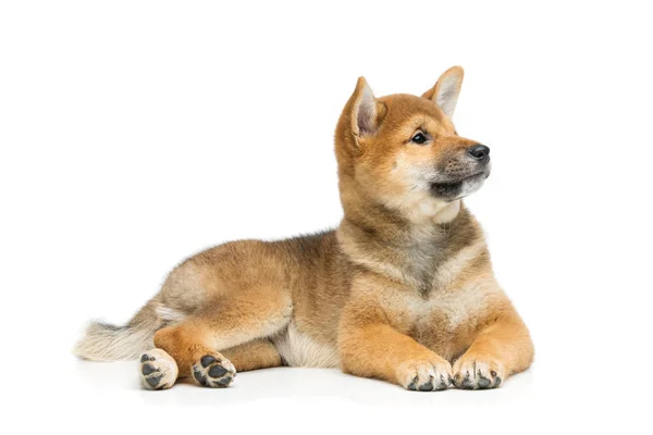 Güzel shiba Inu köpek yavrusu üzerinde beyaz izole — Stok fotoğraf