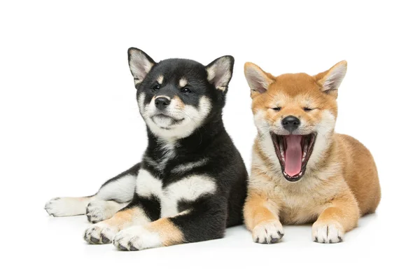 Belos cachorros shiba inu isolados em branco — Fotografia de Stock