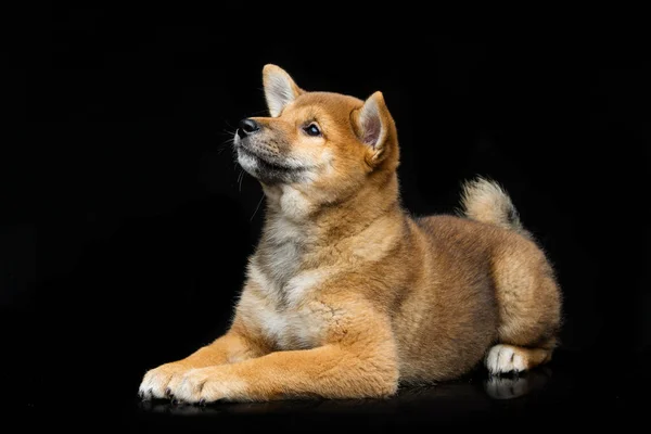 Prachtige shiba inu pup — Stockfoto