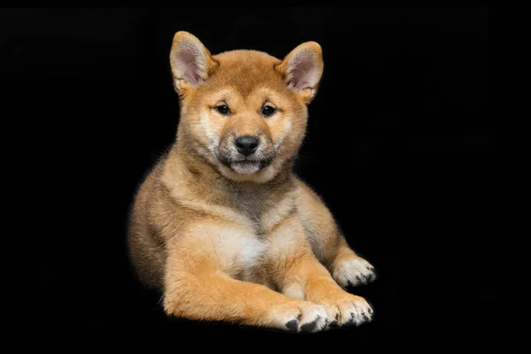 Bonito cachorro shiba inu — Fotografia de Stock