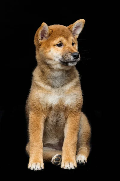 Güzel shiba Inu köpek yavrusu — Stok fotoğraf
