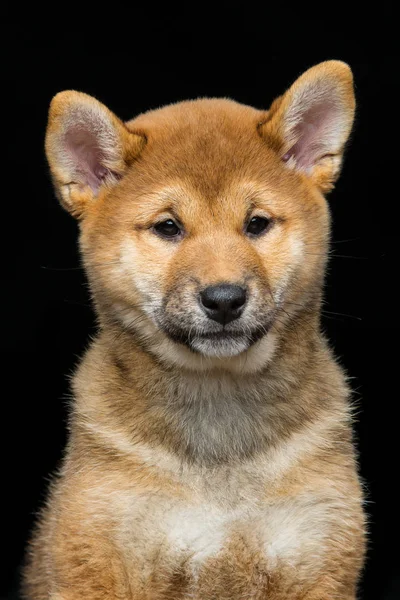 Güzel shiba Inu köpek yavrusu — Stok fotoğraf