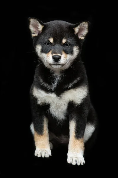 Bonito cachorro shiba inu — Fotografia de Stock