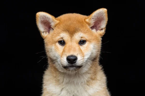 Hermoso cachorro shiba inu — Foto de Stock