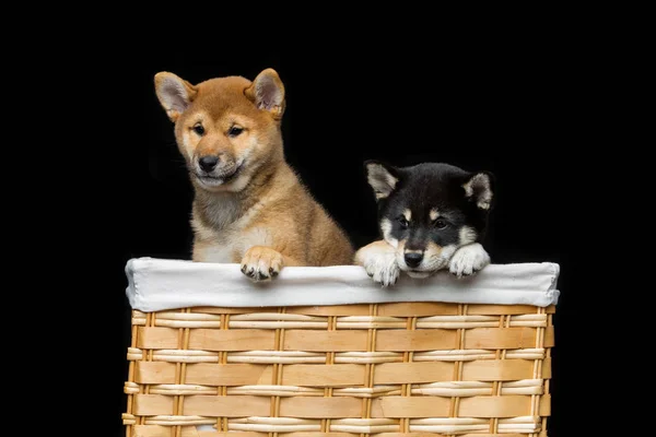 Beautiful shiba inu puppies in basket — Stock Photo, Image