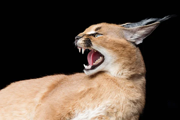 Gyönyörű caracal lynx felett fekete háttér — Stock Fotó