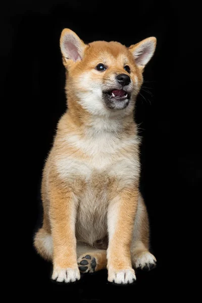 Schöner shiba inu Welpe — Stockfoto