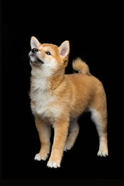 Güzel shiba Inu köpek yavrusu — Stok fotoğraf