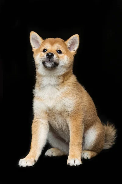 美しい芝柴犬子犬 — ストック写真