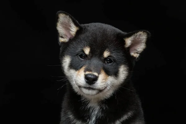 Beautiful shiba inu puppy — Stock Photo, Image