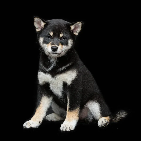 Bonito cachorro shiba inu — Fotografia de Stock